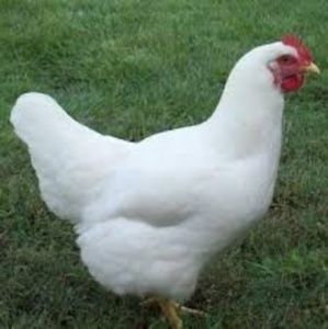 Meet your Posher, Sebastian